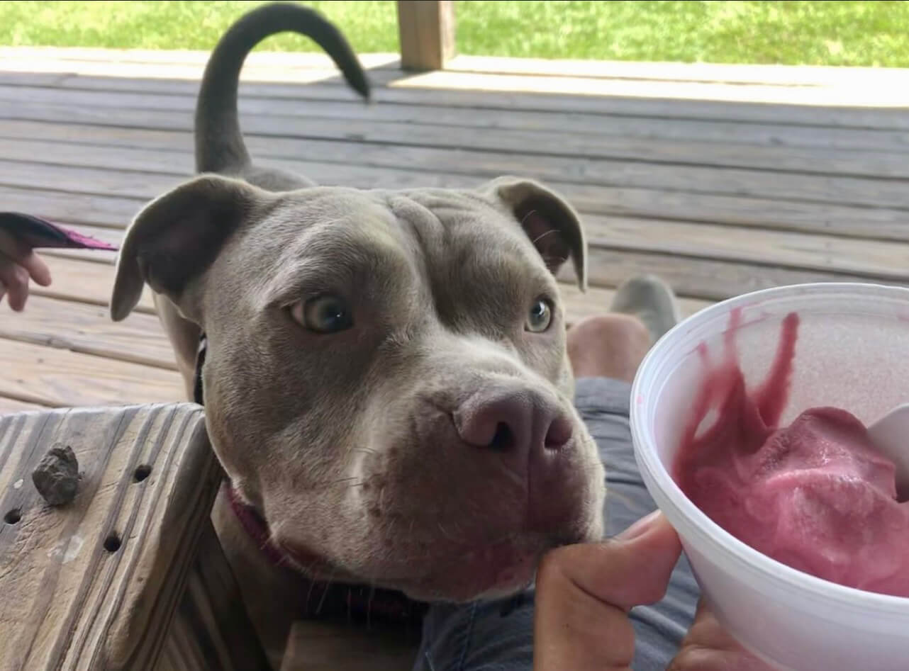 Dog looking at ice cream